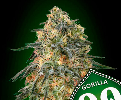 00 Gorilla Feminizada