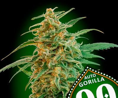 00 Gorilla Autofloreciente
