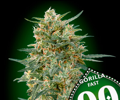 00 Gorilla Fast Version