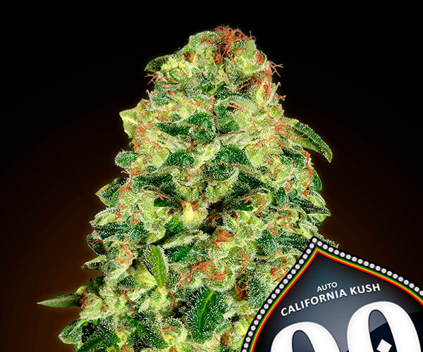 00 California Kush Auto