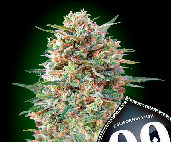 00 California Kush