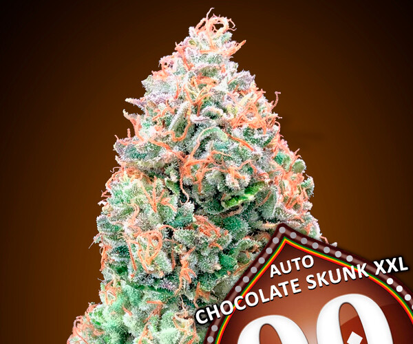 00 Chocolate Skunk AutoXXL