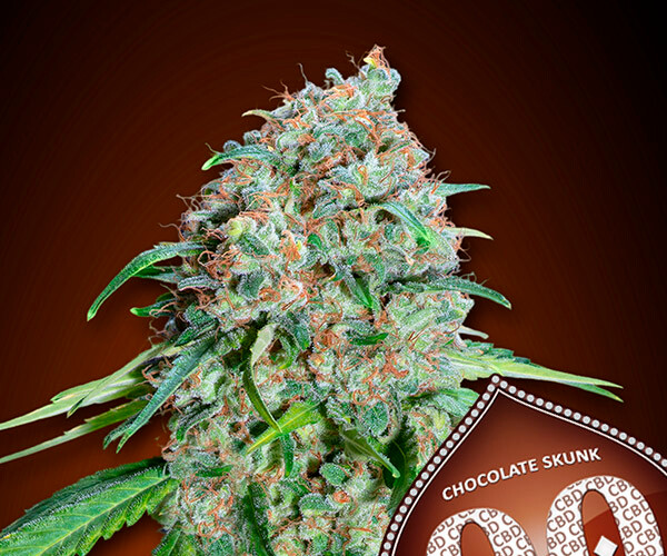 00 Chocolate Skunk CBD