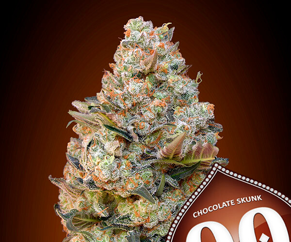 00 Chocolate Skunk