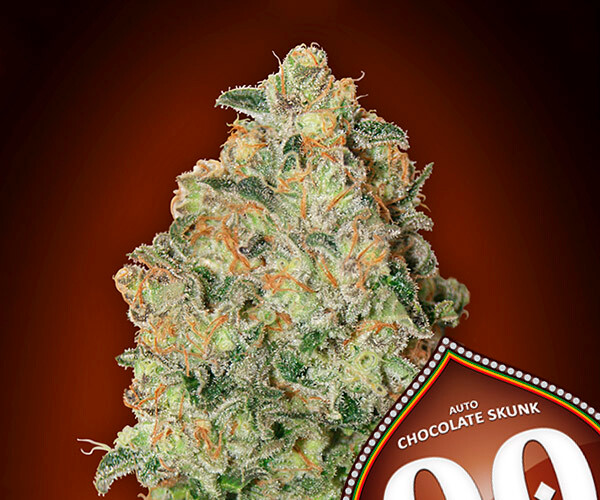 00 Chocolate Skunk Auto