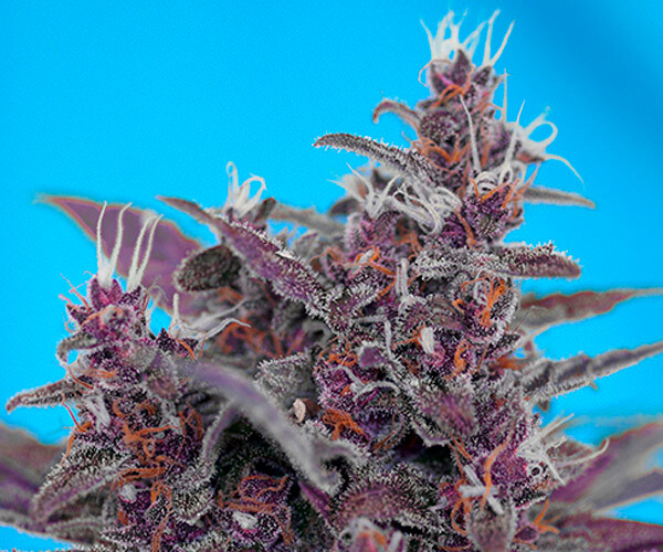 Black Cream Auto