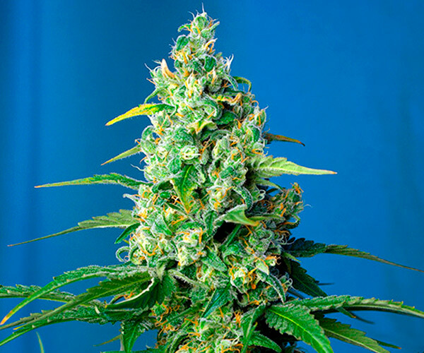 Honey Peach Auto CBD