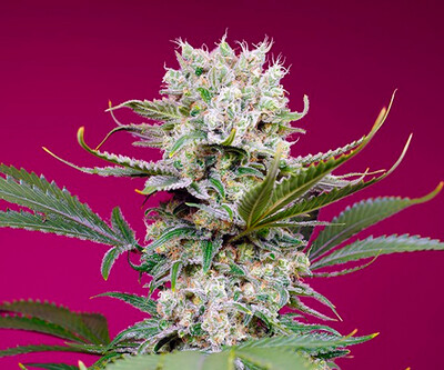 Mandarine Zkittlez