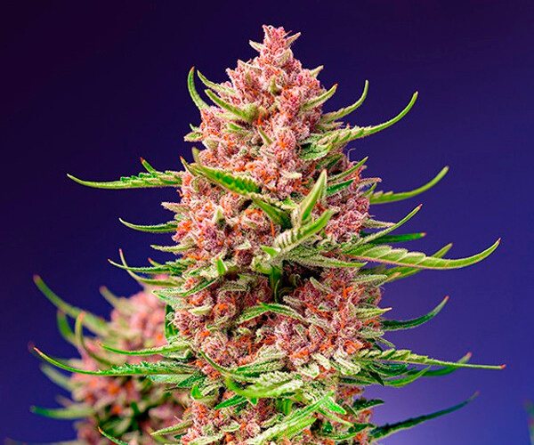 Strawberry Cola Sherbet Fast Version