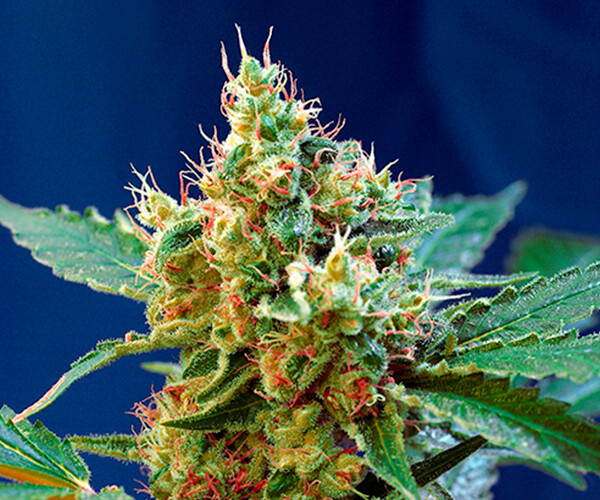 Cream Mandarine AutoXL