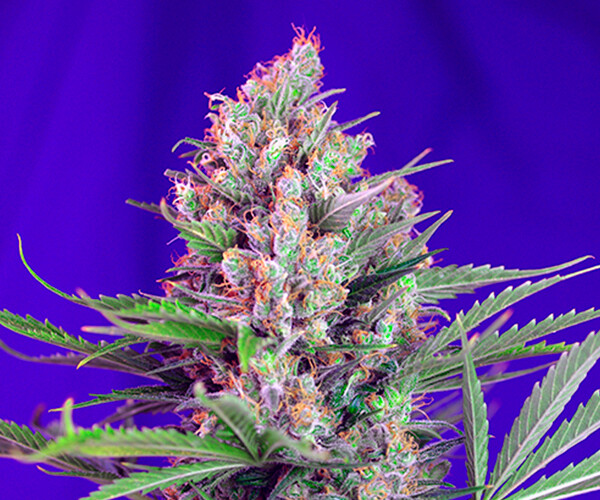 Cream Mandarine