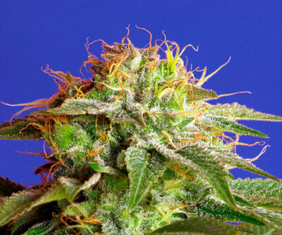Green Poison Fast Version