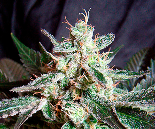 Black Jack