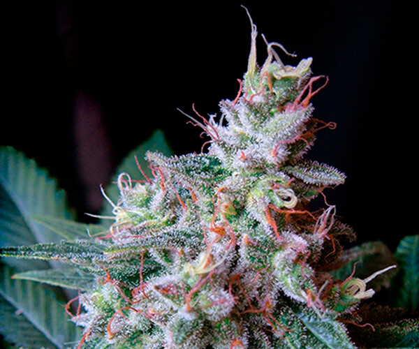 Cream Caramel Auto