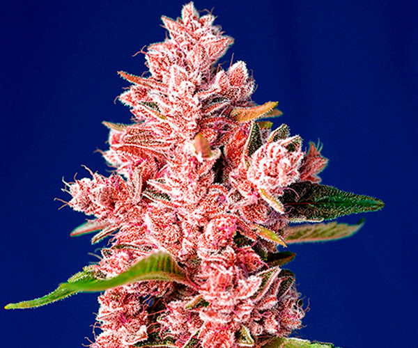 Tropicana Poison