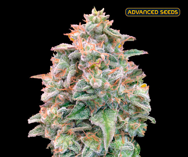 Banana Cookies Feminizada