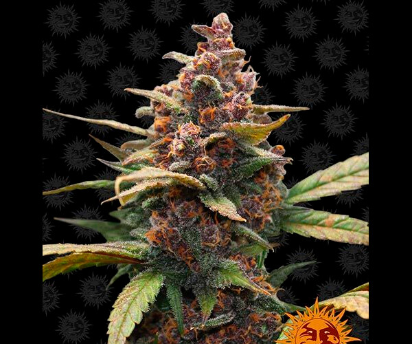 AYAHUASCA PURPLE™