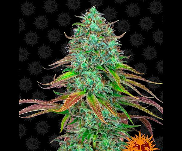 LSD AUTO™