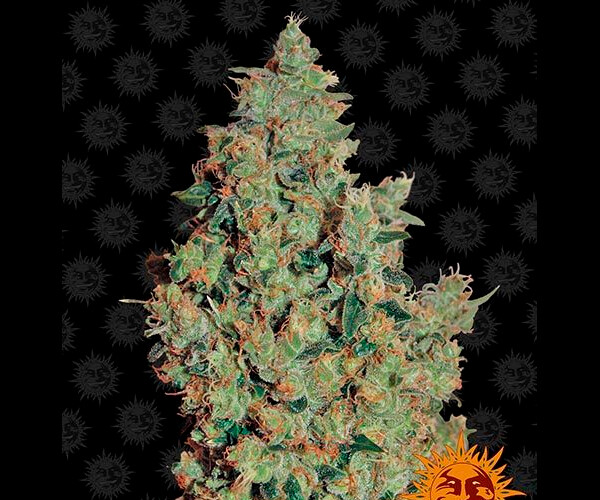 TANGERINE DREAM™
