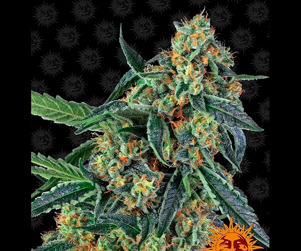 COOKIES KUSH™