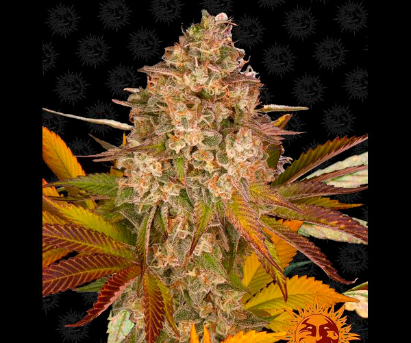 COOKIES KUSH AUTO™