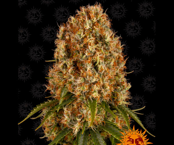 ORANGE SHERBERT™