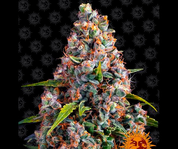 STRAWBERRY CHEESECAKE AUTO™