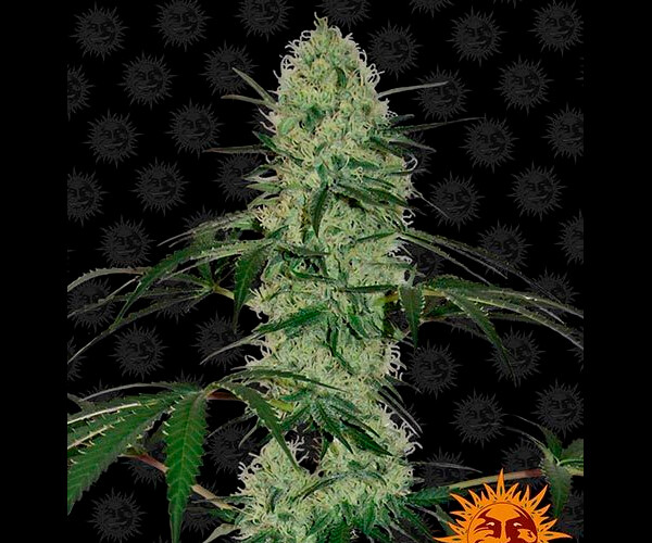 TANGERINE DREAM AUTO™
