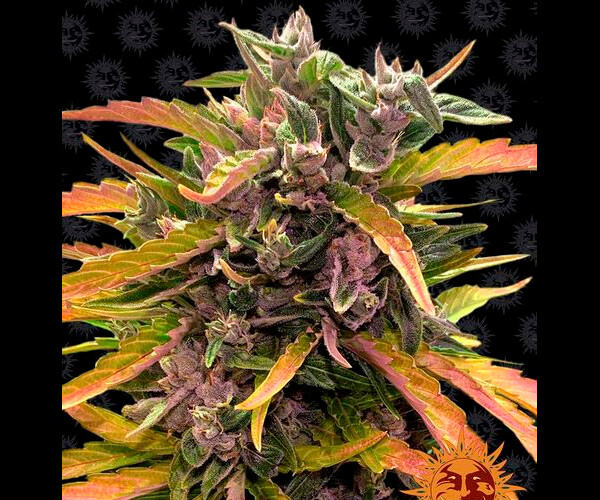 GORILLA GLUE AUTO™