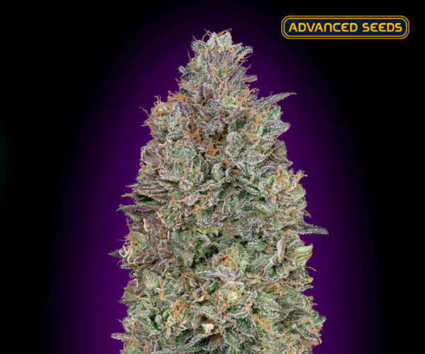 Critical Purple Kush