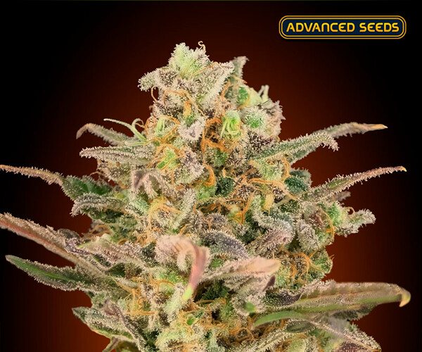 Somango Glue