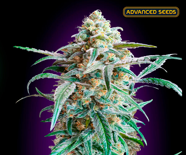 Auto Cherry Pie