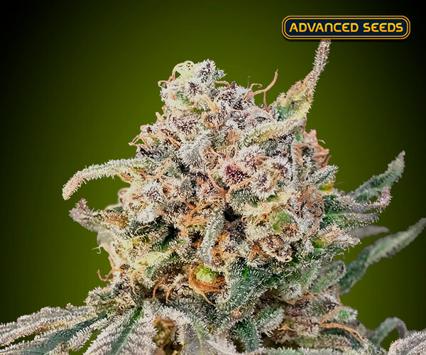 Auto Somango Glue