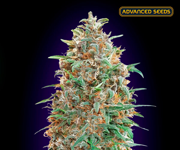 Auto Purple Diesel