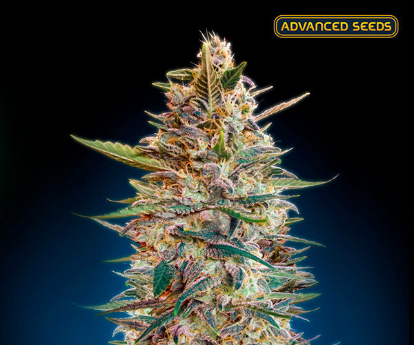 Auto Blue Diesel