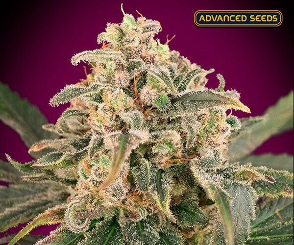 Auto Amnesia XXL