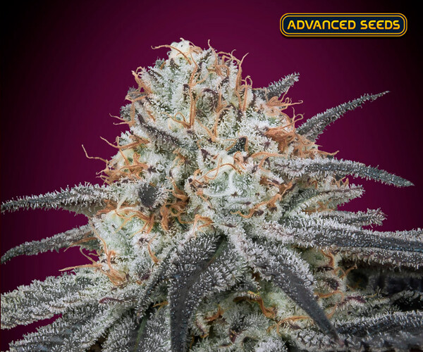 Auto Slurricane