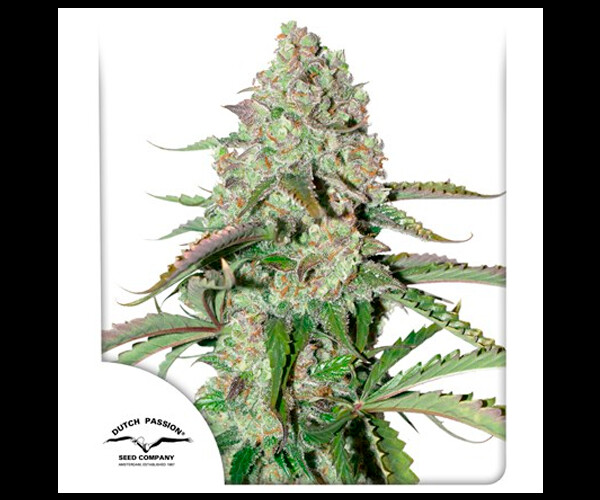 Auto Colorado Cookies