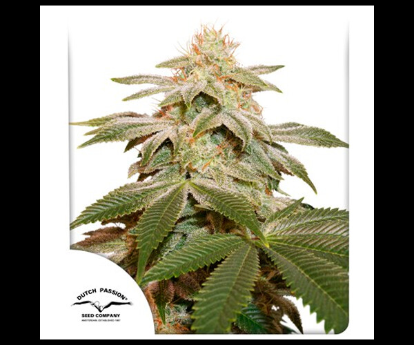 Auto Banana Blaze