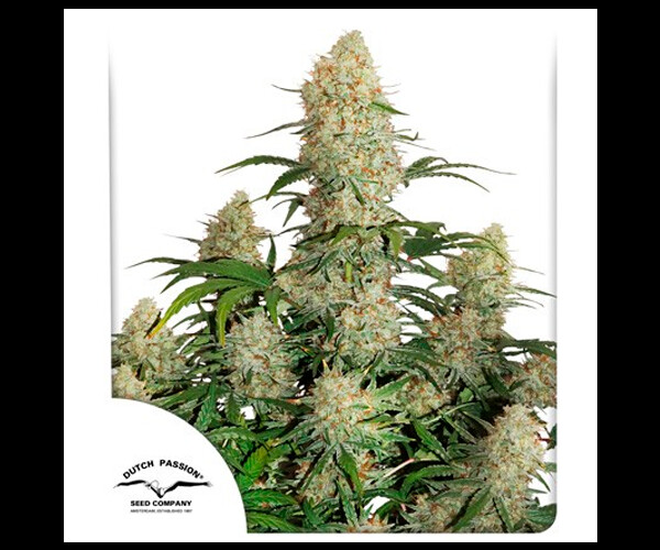 Auto Critical Orange Punch