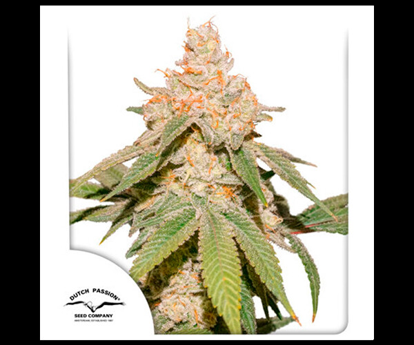 Auto SFV OG