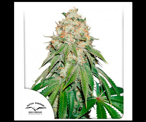 Banana Blaze Fem