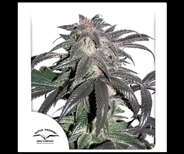 Bubba Island Kush