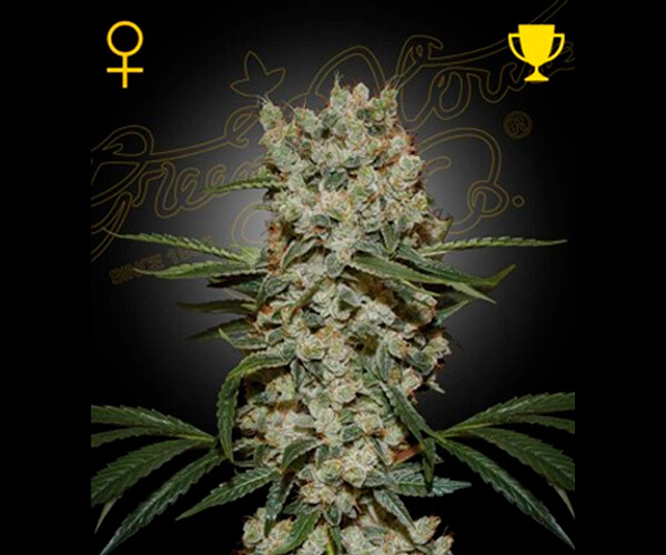 SUPER SILVER HAZE