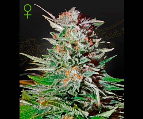 SUPER LEMON HAZE AUTO