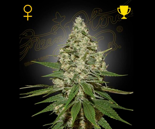 SUPER LEMON HAZE