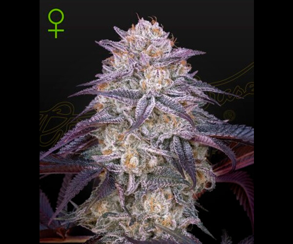 Auto King´s Juice