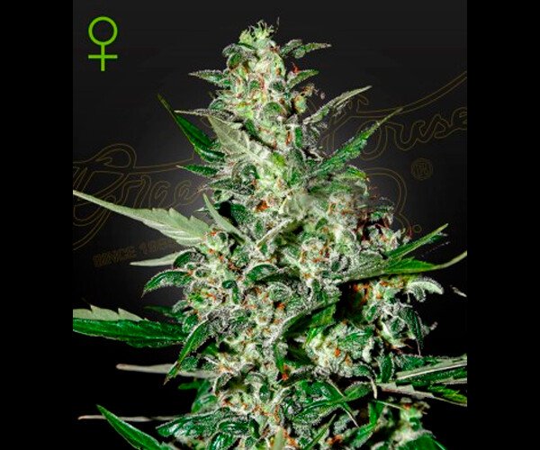 Super Critical Auto