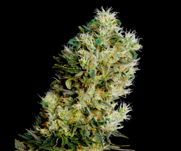Amnesia Bilbo