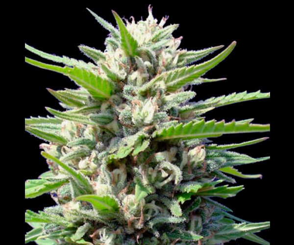 Auto Northern Lights